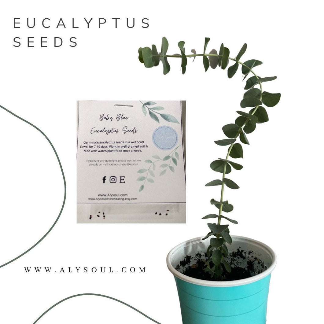 Eucalyptus Seeds